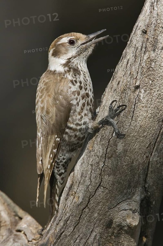 Arizona Woodpecker (Leuconotopicus arizonae), Arizona, USA