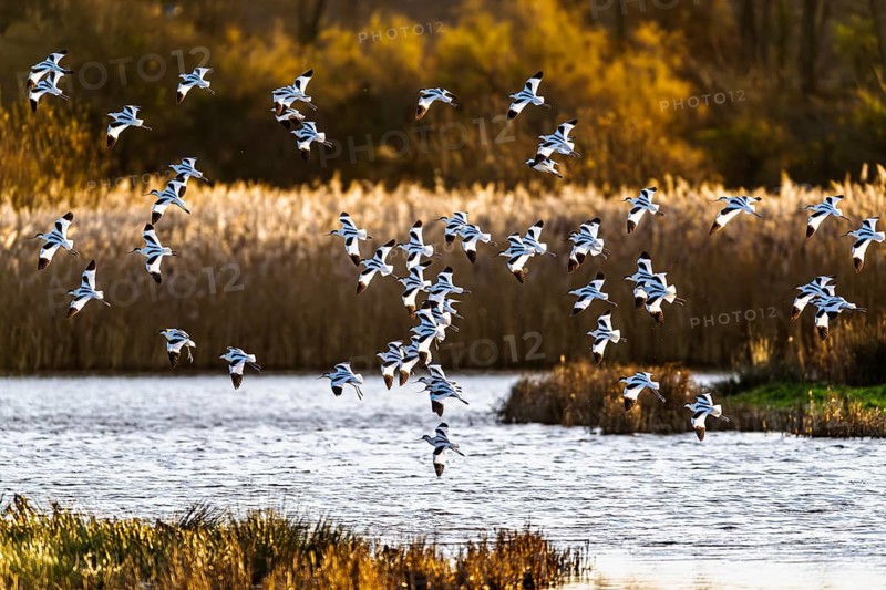 Pied Avocet, Recurvirostra avosetta, birds in flight over winter marshes, Devon, England, United Kingdom
