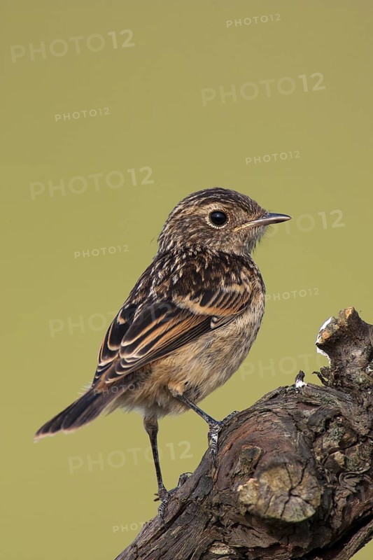 European Stonechat (Saxicola rubicola), Lake Neusiedl, Austria