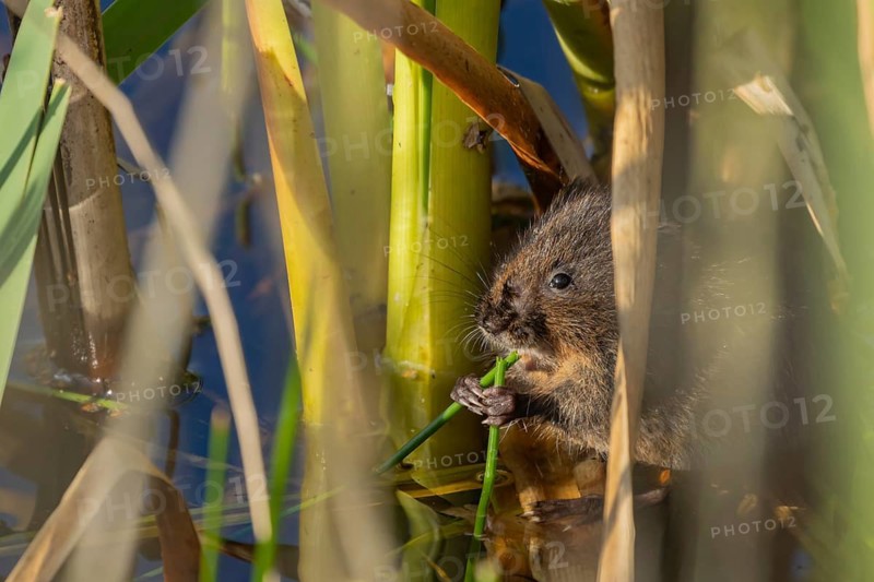 Water vole (Arvicola amphibius) adult rodent animal eating a reed stem in a pond in summer, RSPB Minsmere nature reserve, Suffolk, England, United Kingdom
