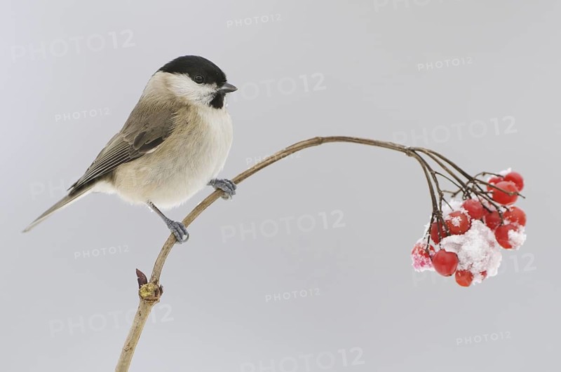 Marsh Tit (Poecile palustris), Lower Saxony, Germany