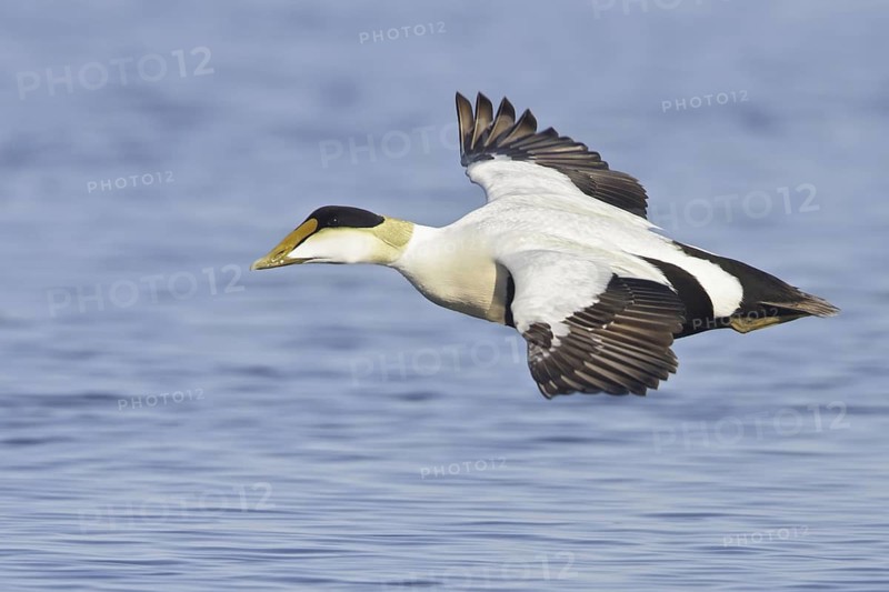 Common Eider (Somateria mollissima) male flying, Manitoba, Canada