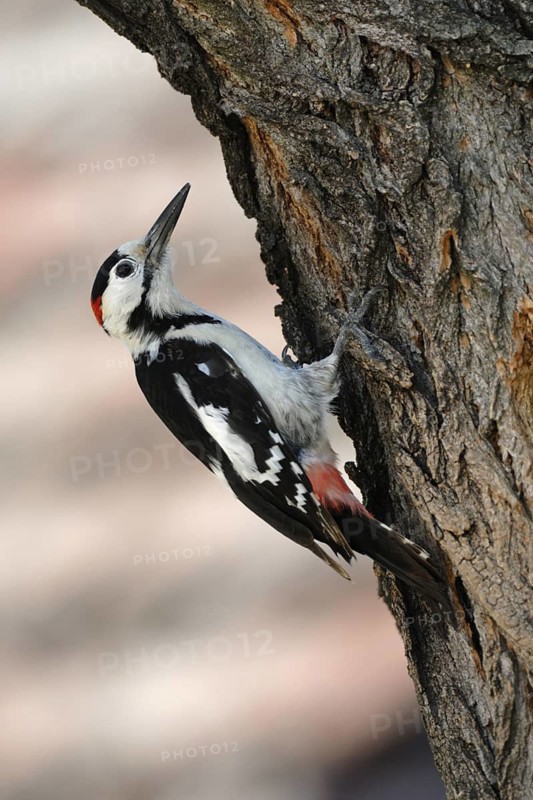 Syrian Woodpecker (Dendrocopos syriacus) male, Austria