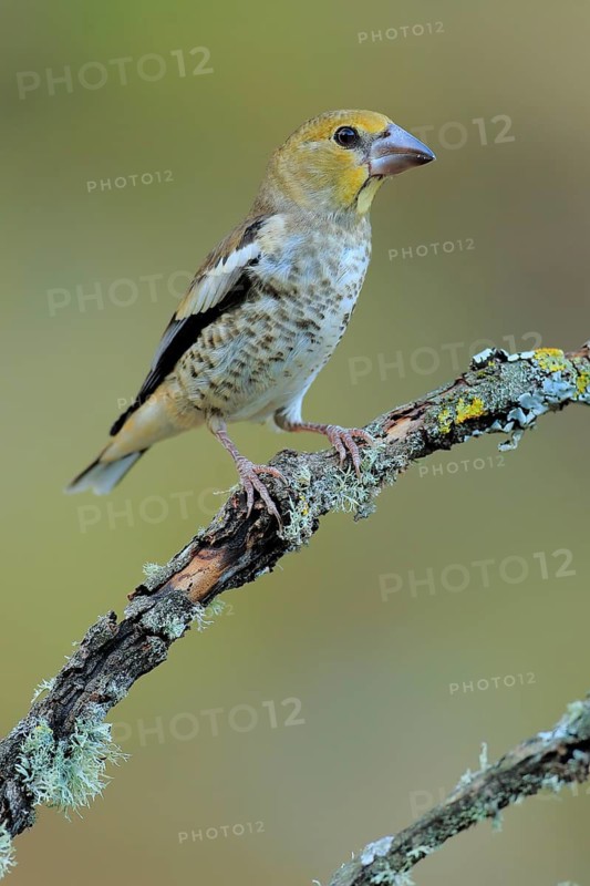 Hawfinch (Coccothraustes coccothraustes) juvenile, Andalusia, Spain