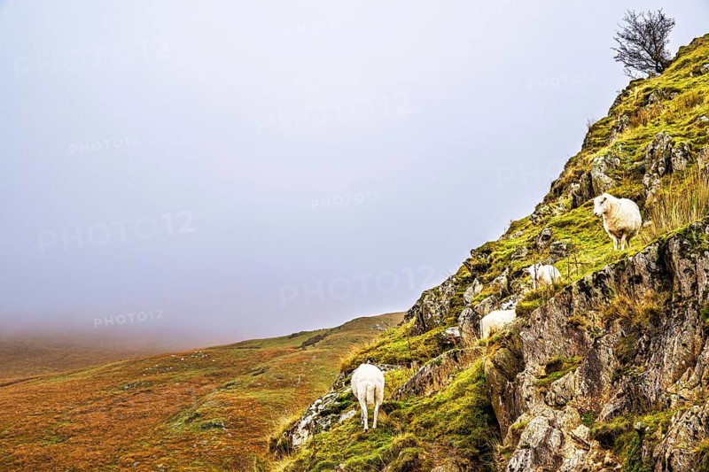 Sheeps from Claerwen Valley, Elan Valley Reservoir, Rhayader, Powys, Wales, UK