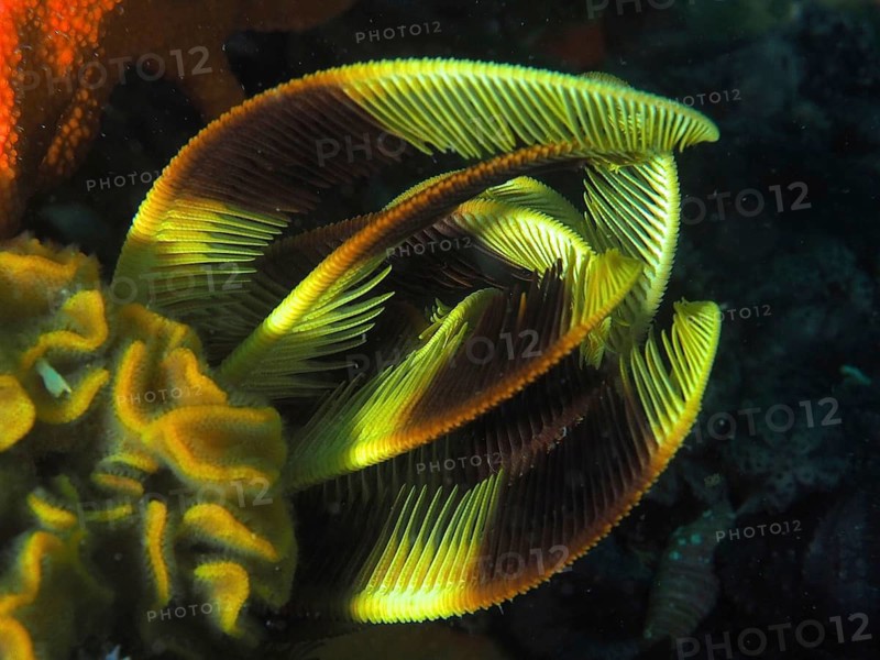 Elegant hair star (Tropiometra carinata)
