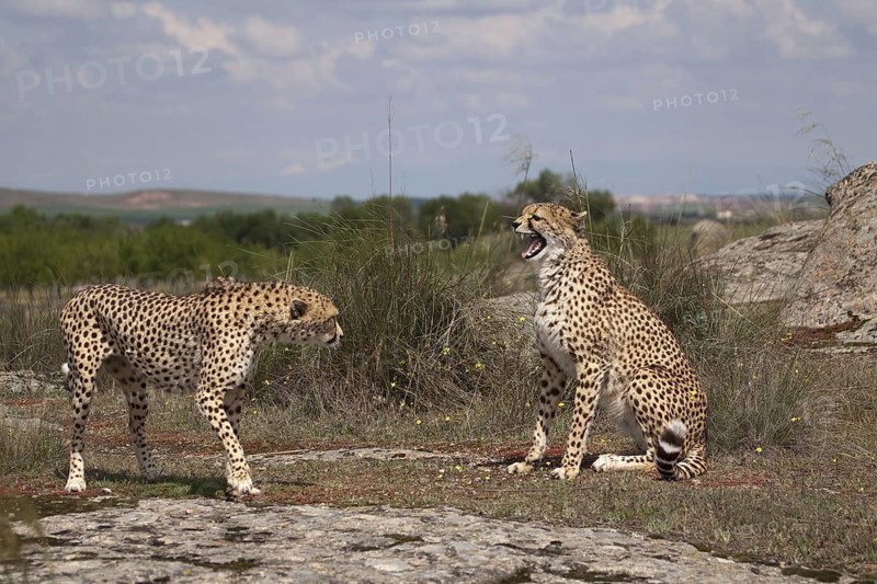Cheetah (Acinonyx jubatus) male and female fighting, Castile-La Mancha, Spain