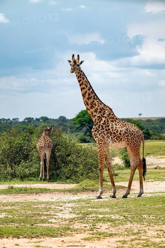 Maasai giraffes (Giraffa tippelskirchi), Serengeti National Park, Tanzania