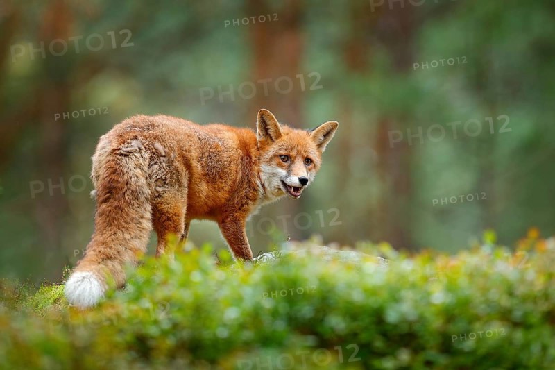 Animal, green environment. Fox in green forest. Cute Red Fox, Vulpes vulpes, at forest with flowers, moss stone. Wildlife scene from nature. Animal in nature habitat. Fox hidden in green vegetation