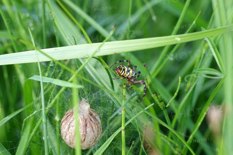Wasp spider (Argiope bruennichi), female, cocoon, grass