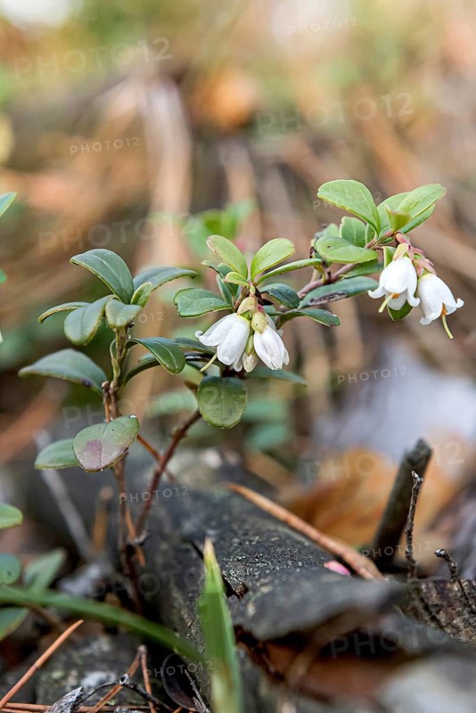Lingonberry (Vaccinium vitis-idaea),  Germany