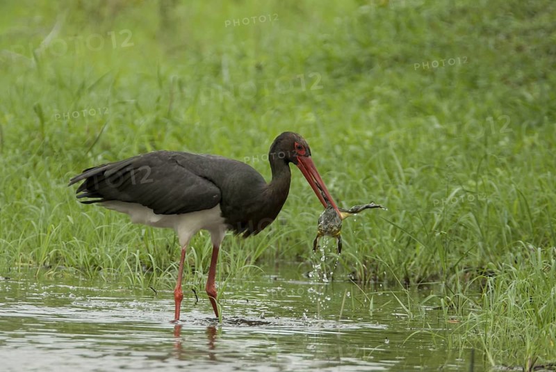 Black Stork (Ciconia nigra) with captured frog, Mpumalanga, South Africa