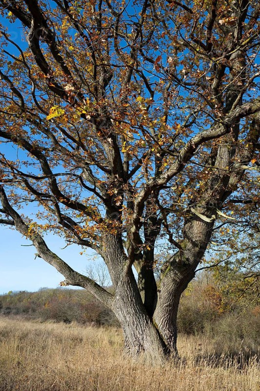 English oak (Quercus robur) in a meadow, in autumn with yellow discoloured leaves, blue sky, Thuringia, Germany