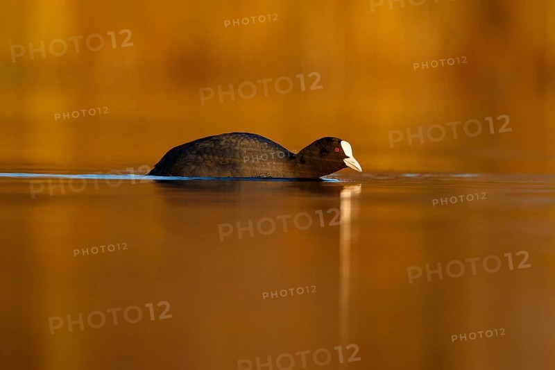 Eurasian Coot (Fulica atra), North Rhine-Westphalia, Germany