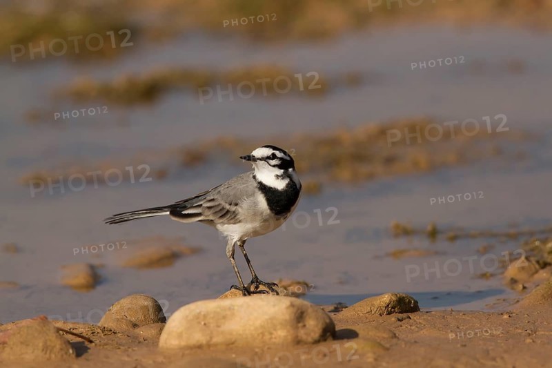 White Wagtail (Motacilla alba subpersonata), Morocco
