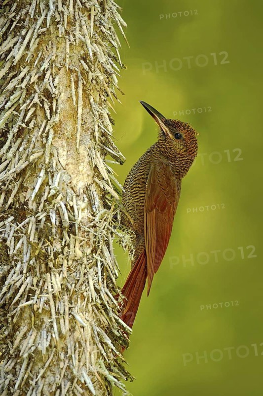 Northern Barred Woodcreeper, Dendrocolaptes sanctithomae, wild bird in the forest habitat. Wildlife scene from nature, Belize. Bird on the spiny tree trunk. Animal with long bill from Central America