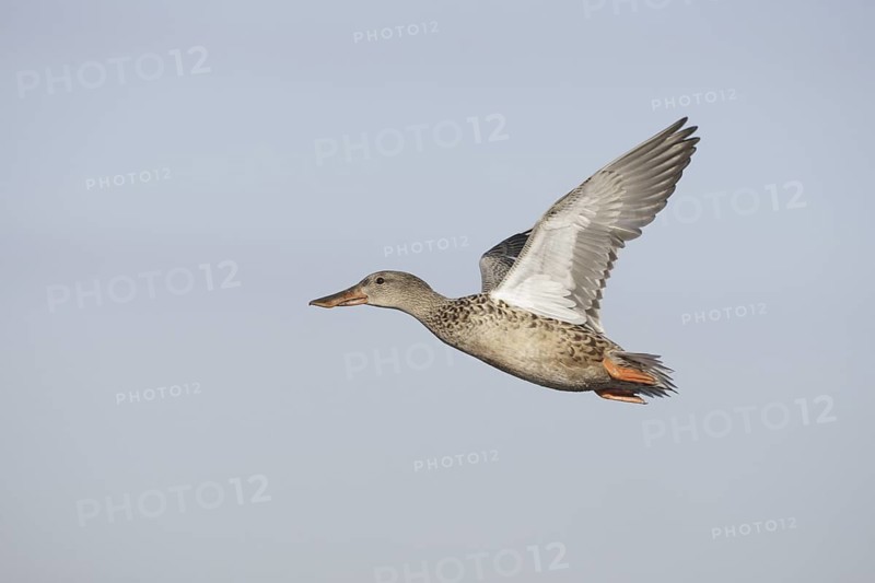 Northern Shoveler (Spatula clypeata) female flying, California, USA