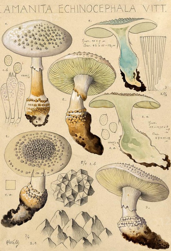 Mushroom, fungi, Amanita echinocephala, pointed cone mushroom, authentic reproduction of an illustration by Hans Walty (1868-1948) from about 1915, historical