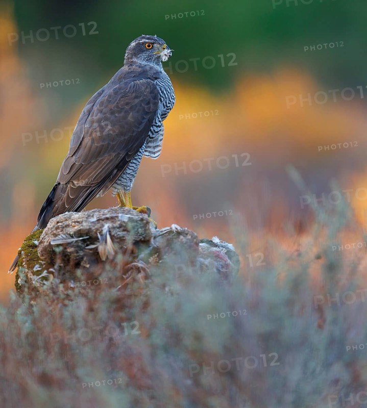 Northern northern goshawk (Accipiter gentilis), Autour des palombes, Hides De Calera / Goshawk Hide, Calera Y Chozas, Castilla La Mancha / Toledo, Spain