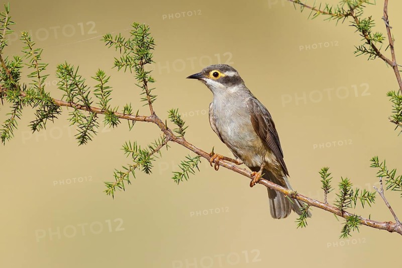 Brown-headed Honeyeater (Melithreptus brevirostris), Victoria, Australia