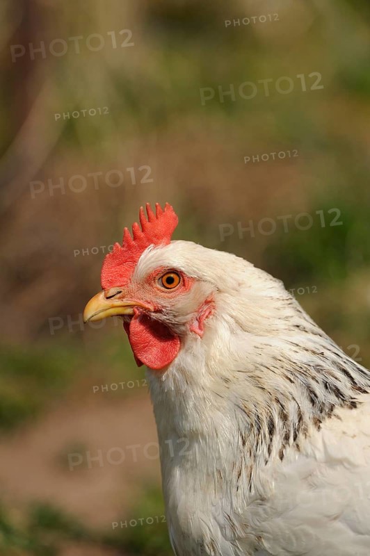 Close-up of a white chicken head, domestic chicken (Gallus gallus domesticus), Franconia