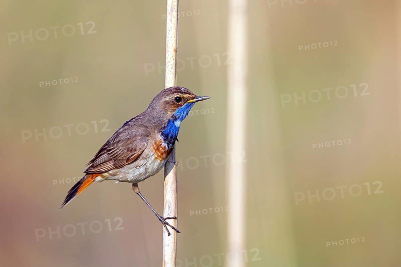 White-starred bluethroat (Luscinia svecica), sitting on a reed, Wadi Darbat, Salalah, Rhineland-Palatinate, Oman