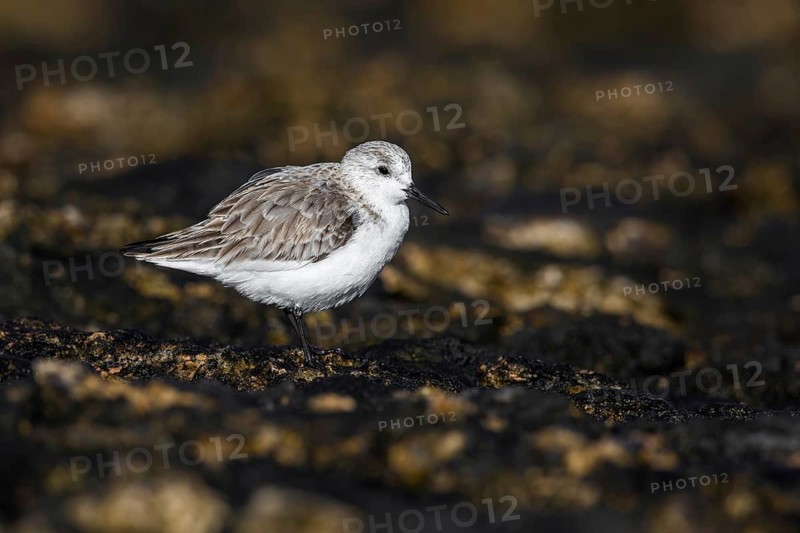 Sanderling (Calidris alba), Fuerteventura, Spain