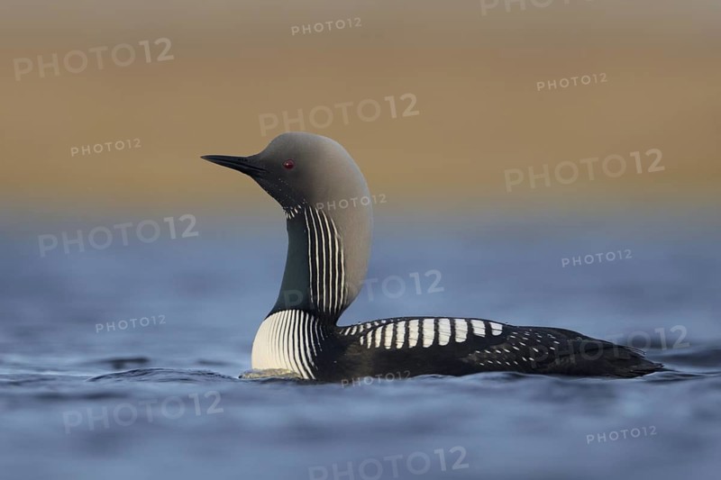 Pacific Loon (Gavia pacifica), Alaska, USA