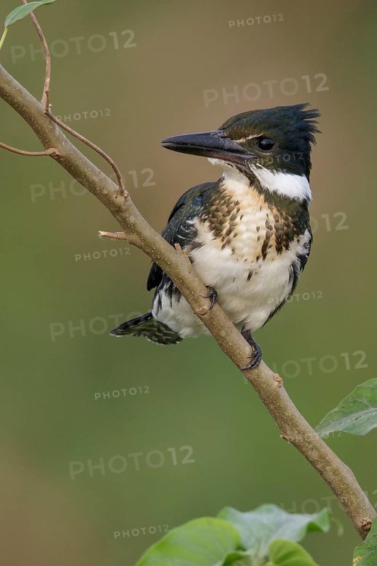 Amazon Kingfisher (Chloroceryle amazona) perched on a branch in the Pantanal region of Brazil