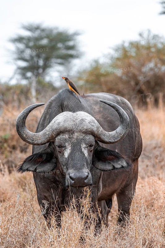 Cape buffalo (Syncerus caffer caffer) with yellowbill oxpecker (Buphagus africanus), Kruger National Park, South Africa