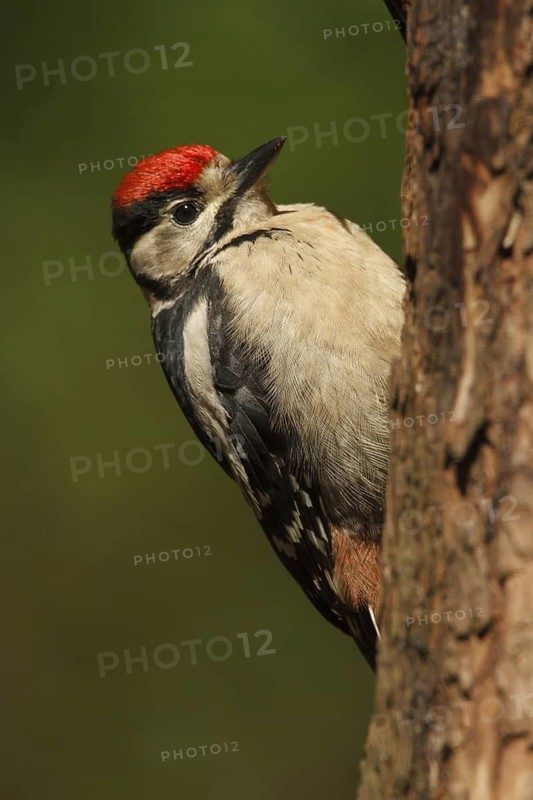 Great Spotted Woodpecker (Dendrocopos major) juvenile, Utrecht, Netherlands