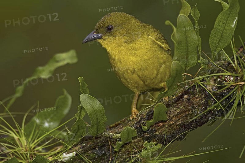 Olive-green Tanager (Orthogonys chloricterus)