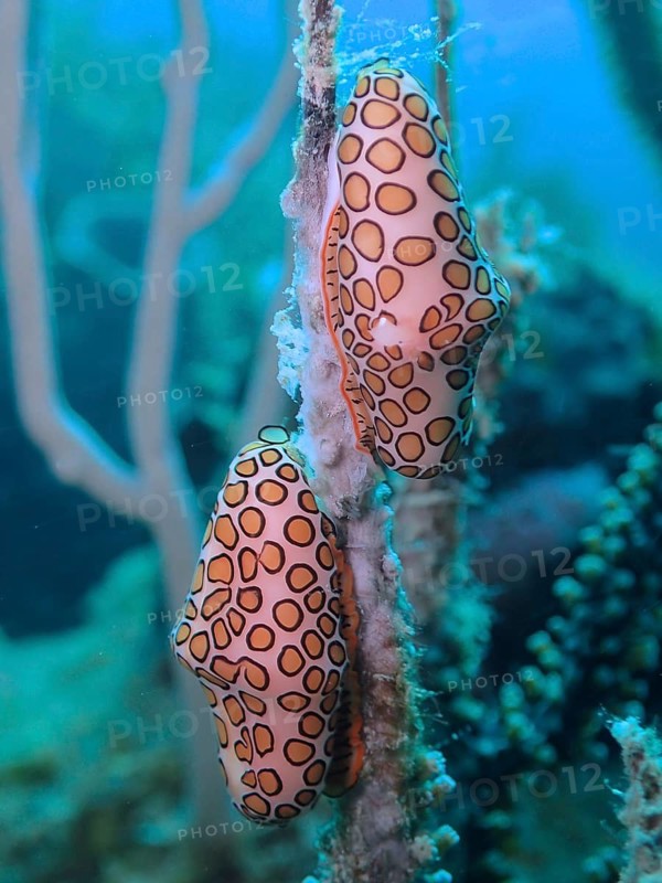 Two orange speckled snails, flamingo tongue (Cyphoma gibbosum), on a soft coral in a blue underwater landscape, dive site Nursery, Pompano Beach, Florida, USA