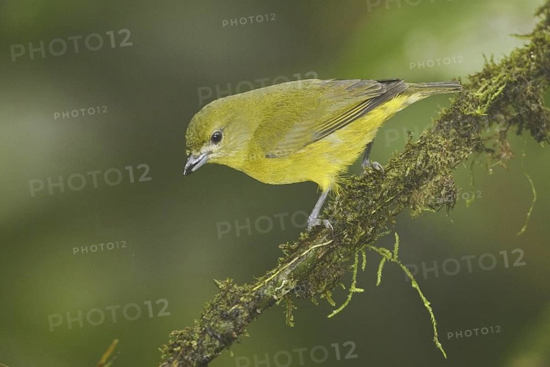 Orange-bellied Euphonia (Euphonia xanthogaster) female, Ecuador