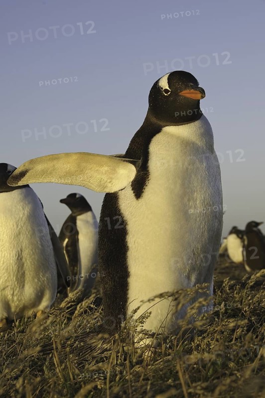 Gentoo Penguin (Pygoscelis papua), Falkland Islands