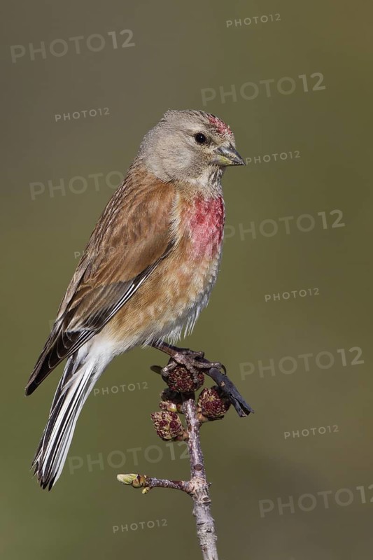 Common Linnet (Linaria cannabina) male, Paphos, Cyprus