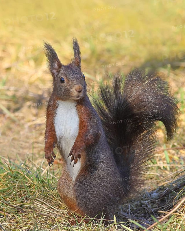 Squirrel (Sciurus vulgaris), dark morph, standing in the grass, wildlife, animals, mammal, rodent, Siegerland, North Rhine-Westphalia, Germany