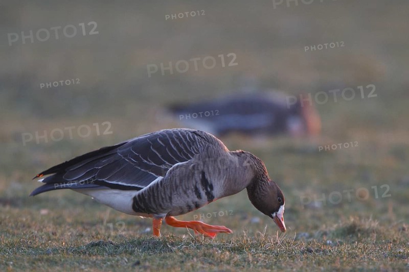 Greater White-fronted Goose (Anser albifrons) foraging, North Rhine-Westphalia, Germany