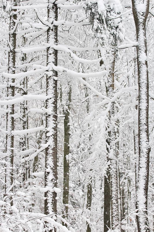 Forest in winter, Saxony, Germany