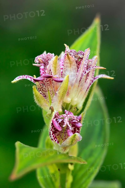 Bristly toad lily (Tricyrtis hirta), flowering, flower, Ellerstadt, Germany