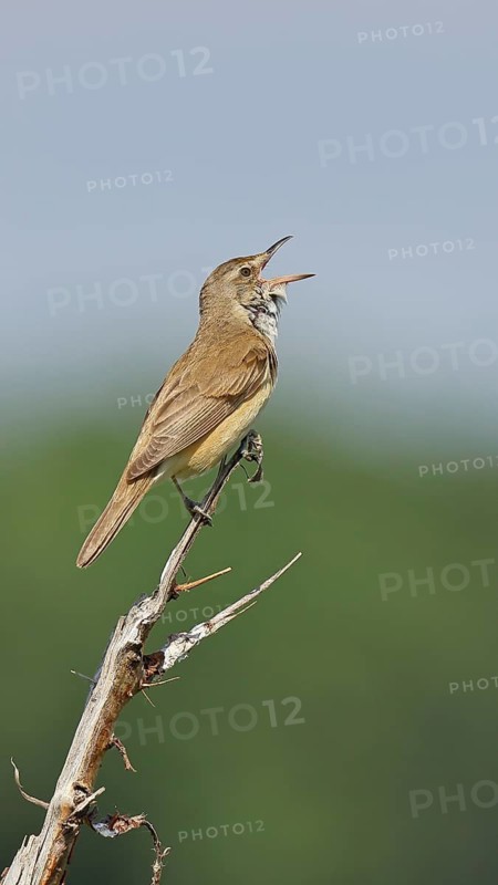 Great Reed Warbler (Acrocephalus arundinaceus), with open beak, singing, twittering, sitting on a twig, singing station, natural habitat, migratory bird, songbirds Lake Neusiedl, Burgenland, Austria