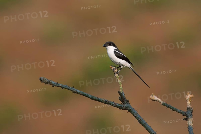 Northern Fiscal (Lanius humeralis) perched on a branch, Uganda