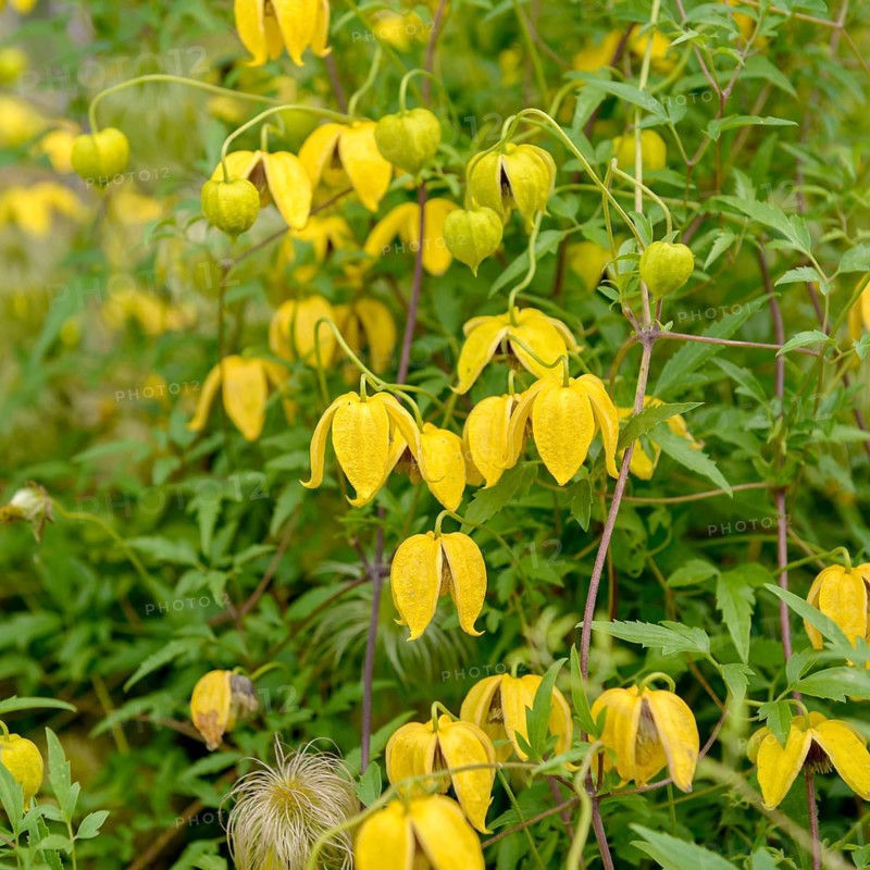 Clematis (Clematis 'Bill MacKenzie'),  Germany