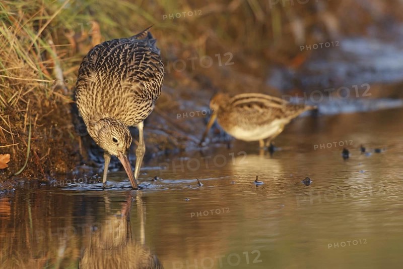 Eurasian Curlew & Common Snipe (Numenius arquata & Gallinago gallinago), Netherlands