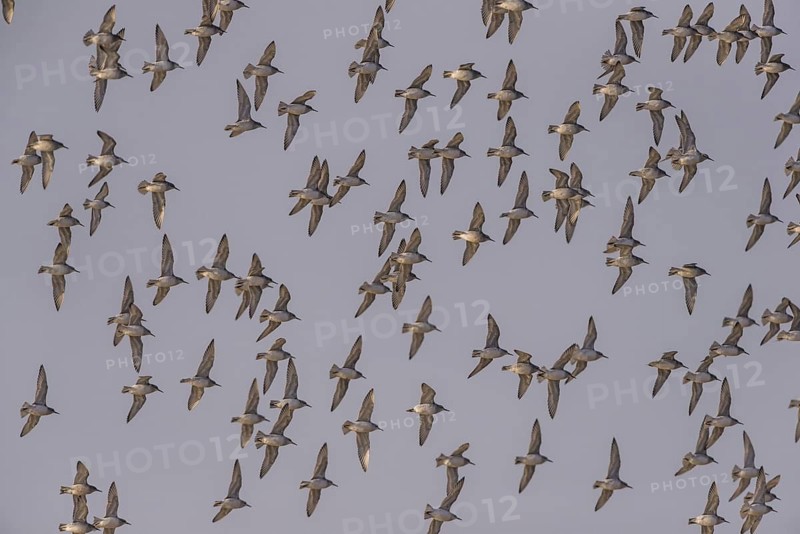 Red Knot (Calidris canutus) flying, Schleswig-Holstein, Germany