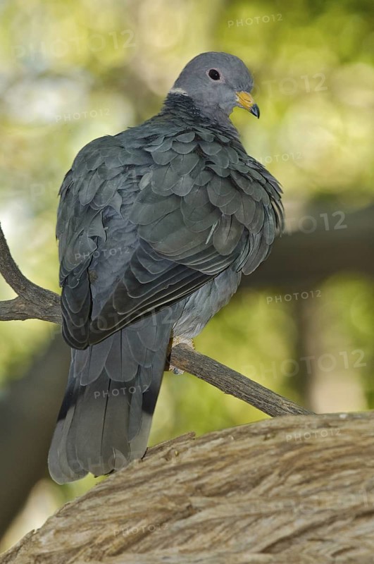 Band-tailed Pigeon (Patagioenas fasciata), Arizona, USA