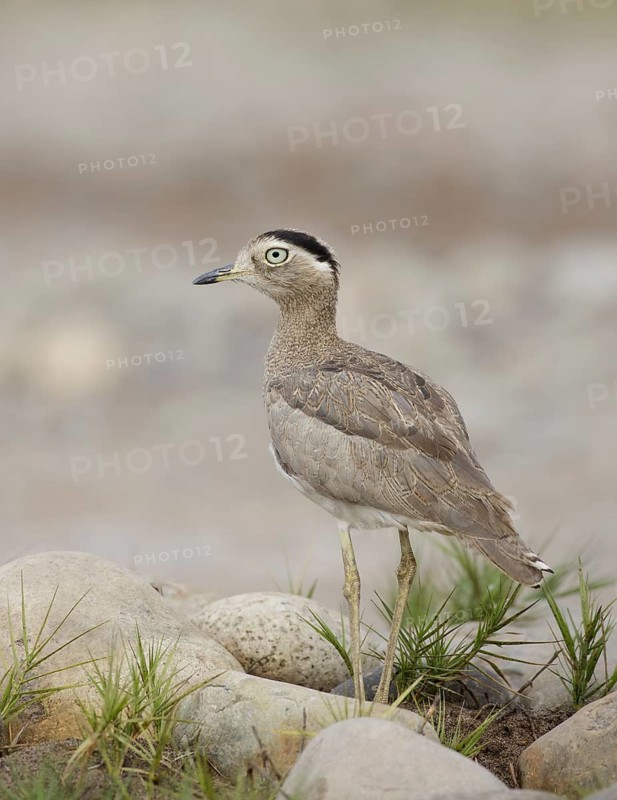 Peruvian Thick-knee (Burhinus superciliaris), Lima, Peru