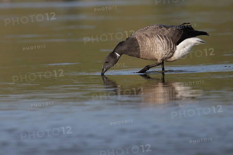 Brent goose (Branta bernicla), Texel, Netherlands