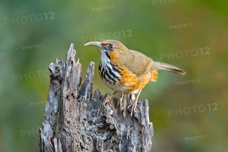 Black-streaked Scimitar Babbler (Pomatorhinus gravivox), Yunnan, China