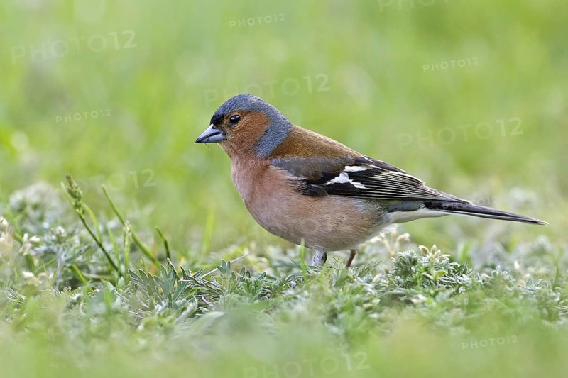 Common Chaffinch (Fringilla coelebs) male, Saxony-Anhalt, Germany